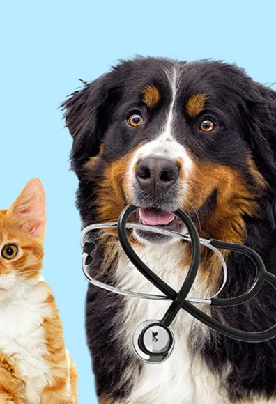 Cat and dog with stethoscope